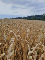 c44ae098-20250816-130302.jpeg